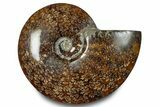 Polished Ammonite (Cleoniceras) Fossil - Madagascar #283301-1